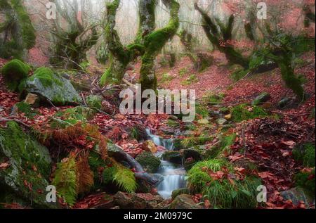 Beau paysage bucolique de la forêt d'automne de Riaza appelé Hayedo de la Pedrosa, à Ségovie, Castilla y Leon, Espagne Banque D'Images