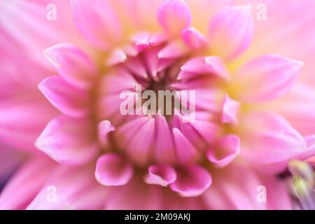 Fleur de dahlia rose. Mise au point sélective avec faible profondeur de champ. Banque D'Images