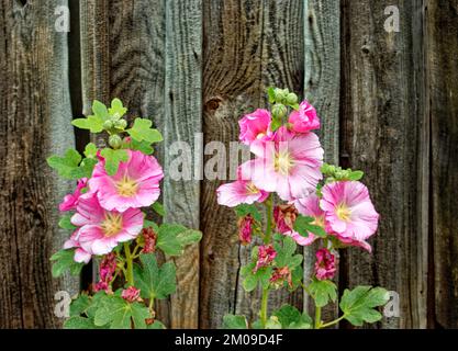 Lavatera ou Rose Mallow Althaea trimestris, Lavatera trimestris fleurs roses qui poussent sur des planches de bois texturées et altérées Banque D'Images