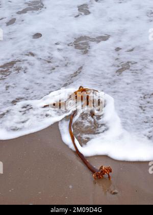 L'algue ou varech Laminariales trouvé sur une plage de sable couverte de mousse de mer Banque D'Images