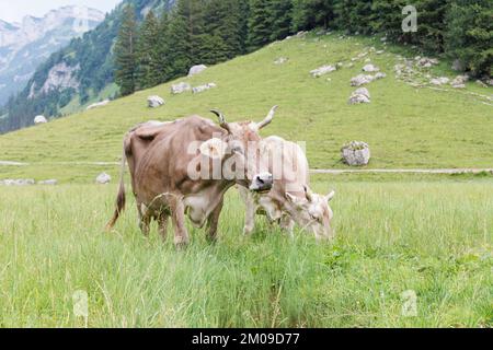 Un troupeau de bovins qui broutage dans un champ rural à Appenzell, en Suisse Banque D'Images