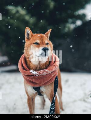 Une photo verticale d'un joli Shiba Inu brun portant un foulard debout dans le parc par une journée d'hiver enneigée Banque D'Images