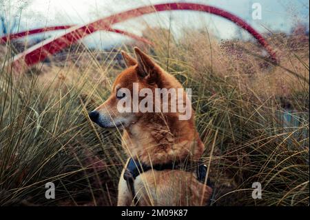 Un mignon Shiba Inu brun portant un collier debout dans le parc entre l'herbe Banque D'Images