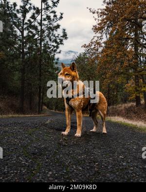 Un mignon Shiba Inu brun portant un collier debout dans le parc Banque D'Images