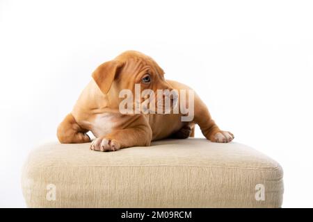 mignon petit chien rouge à la fois allongé sur le canapé Banque D'Images