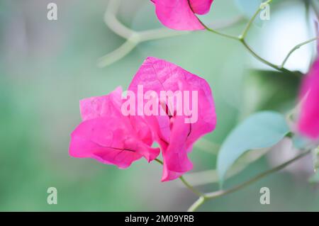 Bougainvilliers ou fleur en papier , fleur en papier rouge dans le jardin Banque D'Images