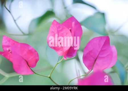 Bougainvilliers ou fleur en papier , fleur en papier rouge dans le jardin Banque D'Images