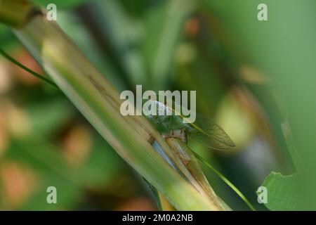 Cicada verte au milieu de l'herbe verte. Dundubia vaginata. Banque D'Images