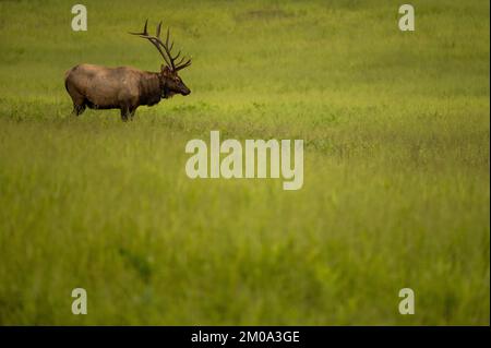 Le grand wapiti de taureau est seul dans Grassy Meadow dans les Smokies Banque D'Images