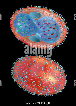 Coupe transversale d'un pathogène de la variole avec membrane cellulaire, nucléocapside, paroi cellulaire et glycoprotéines - illustration 3D Banque D'Images