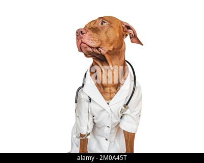 Chiot adorable, habillé dans un manteau de docteur Banque D'Images