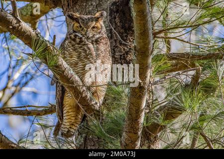 Un grand hibou à cornes d'Amérique du Sud perché sur une branche d'arbre. Banque D'Images