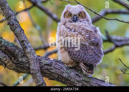 Un grand hibou à cornes d'Amérique du Sud perché sur une branche d'arbre. Banque D'Images