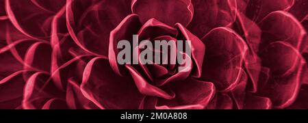 Rosace de rosace de rosace de rosace de rosace de rosace de rosace de roche. Motif fleuri abstrait. Image teintée en couleur de l'année 2023 viva magenta Banque D'Images