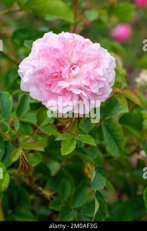 Rosa Rosemoor, Rosa Austough, rose arbuste anglais, double, fleurs rose clair qui pâles avec l'âge Banque D'Images