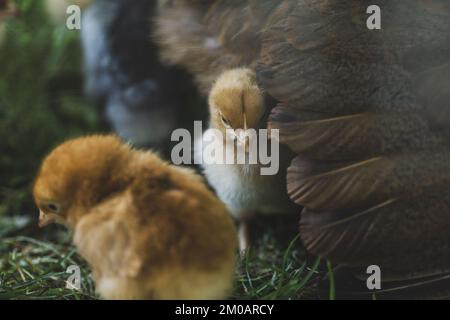 Le poulet se cache derrière l'aile de sa mère sur une herbe verte dans une ferme de volaille biologique. Faible profondeur de champ Banque D'Images