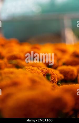 fleur de cempasuchil dans le champ arrangé en rangée, approche sélective, mexique Banque D'Images