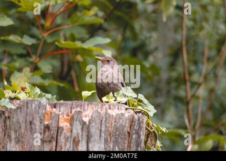 blackbird femelle sur une souche d'arbre Banque D'Images