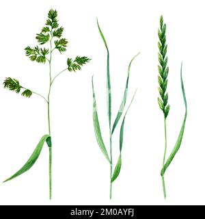 Meadow grass set watercolor illustration isolated on white background Banque D'Images