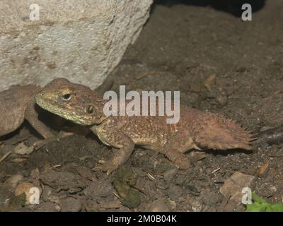 Gros plan sur un étrange agama de Taylor captif, Xenogama taylori dans un terrarium Banque D'Images