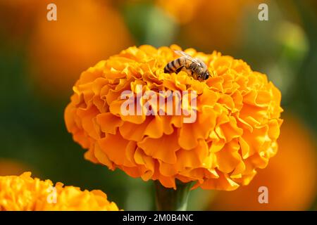 abeille mangeant sur les fleurs de cempasuchil dans le champ de près Banque D'Images