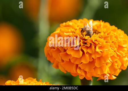 abeille mangeant sur les fleurs de cempasuchil dans le champ de près Banque D'Images