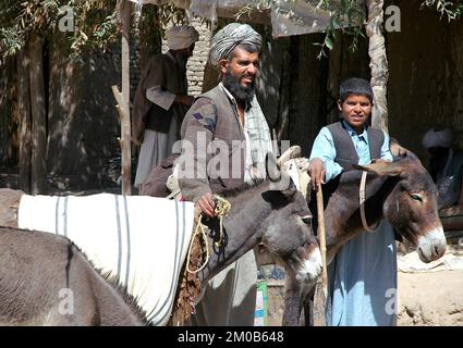 Village près de Bala Murghab, province de Badghis / Afghanistan : deux hommes afghans se tiennent dans la rue avec des ânes dans cette partie reculée de l'Afghanistan. Banque D'Images
