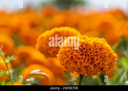 Mains de l'agriculteur mexicain cultivant cempasuchil tachete fleurs mexique Banque D'Images