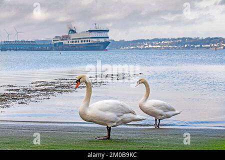 Une paire de cygnes près du navire Irish Ferries nommé Blue Star 1 à Pembroke Dock, dans l'ouest du pays de Galles, au Royaume-Uni. Banque D'Images