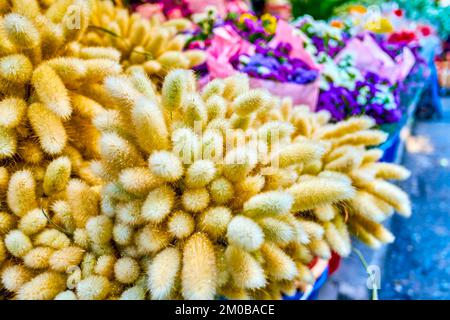 Grappes de fleurs de Lagurus séchées (queue de lièvre) dans le marché aux fleurs de Pak Khlong Talat à Bangkok, en Thaïlande Banque D'Images