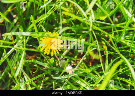 Fleur jaune solitaire dans l'herbe verte épaisse dans les rayons de soleil. Banque D'Images