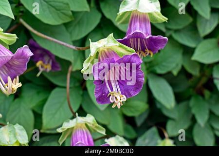 Coupe et soucoupe de vigne ou de cathédrale cloches fleurs (Cobaea scandens) sur le jardin Banque D'Images