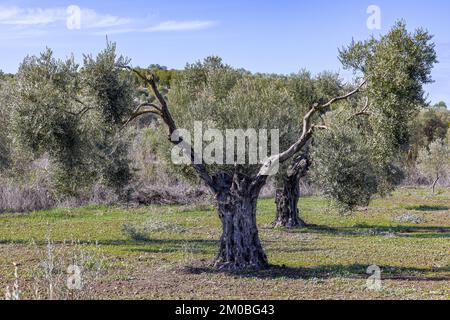 Olivier millénaire dans une plantation d'olives pour la production d'huile d'olive extra vierge en Andalousie, Espagne Banque D'Images