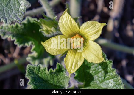 Fleur d'Ecballium elaterium, également appelé concombre écureuil ou concombre explosion. Banque D'Images