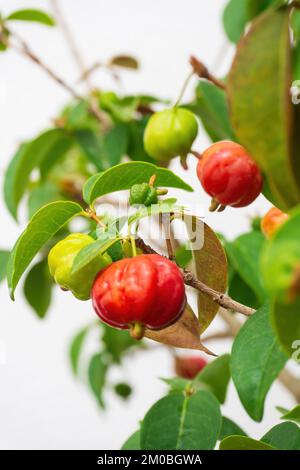 Mûrissement des fruits de cerisier du Surinam, Pitanga, cerisier brésilien, Eugenia uniflora sur une branche dans le jardin Banque D'Images