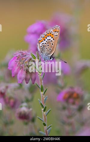 Papillon bleu à clous d'argent (Plebejus argus) femelle se nourrissant sur le nectar de la lande à feuilles croisées (Erica tetralix) dans la lande en été Banque D'Images