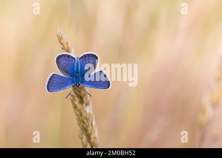 Papillon bleu à clous d'argent (Plebejus argus) mâle dans la lande en été Banque D'Images