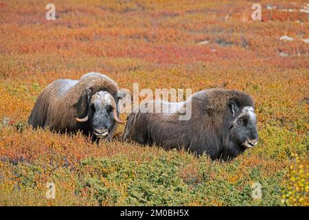 Boeuf musqué (Ovibos moschatus) taureau et vache sur la toundra pendant la saison de rut / ruttes en automne / automne, Parc national de Dovrefjell–Sunndalsfjella, Norvège Banque D'Images