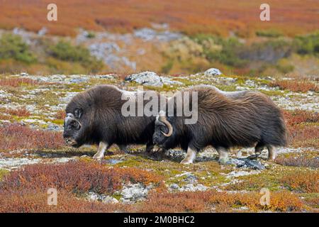 Boeuf musqué (Ovibos moschatus) taureau et vache sur la toundra pendant la saison de rut / ruttes en automne / automne, Parc national de Dovrefjell–Sunndalsfjella, Norvège Banque D'Images
