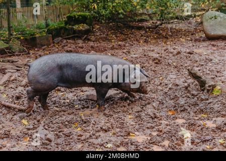 Porc dans le champ, élevage d'animaux biologiques. Cochon unique jouant dans la boue avec la boue épaisse et méchante partout, c'est le visage d'une ferme agricole Banque D'Images