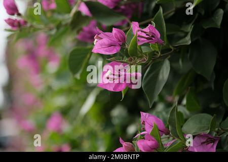 Un gros plan de bougainvilliers pourpres fleurs magnifiquement fleurir dans un jardin Banque D'Images