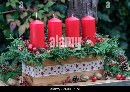 rouge avent bougies et branches de conifères dans une boîte en bois comme arrangement de noël Banque D'Images