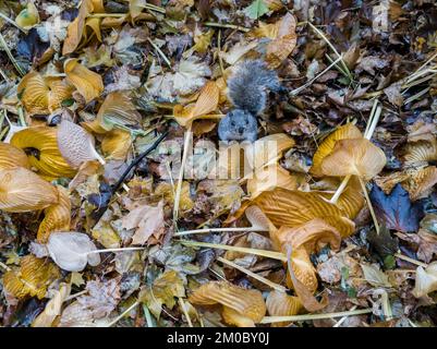 Écureuil au milieu des plantes Hosta à l'automne à New York samedi, 3 décembre 2022, (© Richard B. Levine) Banque D'Images