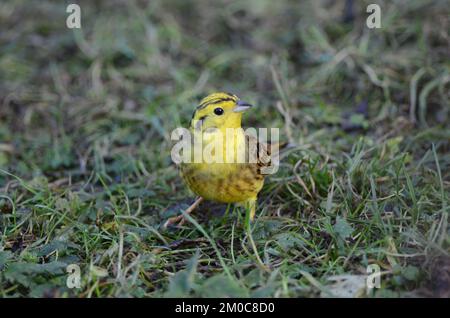 Le marteau jaune Emberiza citrinella est à la recherche de nourriture Banque D'Images