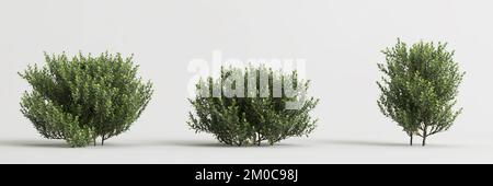 3D illustration de l'ensemble Buxus microphylla buisson isolé sur fond blanc Banque D'Images