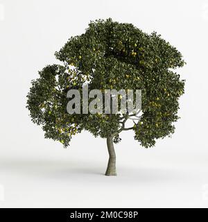 3d illustration de poire-arbre isolée sur fond blanc Banque D'Images