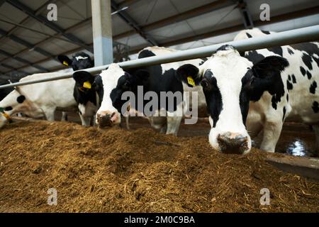 Groupe de vaches laitières de race noire et blanche debout dans un abri de vache devant le convoyeur et la forge de manger pendant que l'un d'eux regarde la caméra Banque D'Images