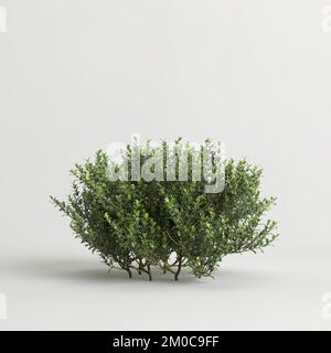 3D illustration de Buxus microphylla isolé sur fond blanc Banque D'Images