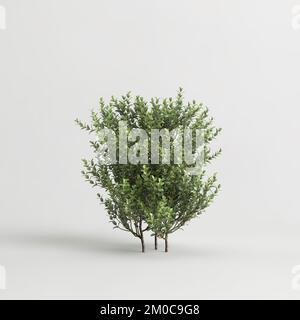 3D illustration de Buxus microphylla isolé sur fond blanc Banque D'Images