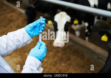 Au-dessus de l'angle des mains gantées d'un professionnel de la santé en labourre remplissant la seringue avec un nouveau vaccin avant la vaccination des vaches laitières dans une ferme bovine Banque D'Images